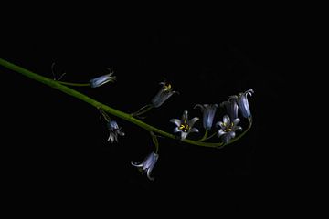 Hyacint in the dark