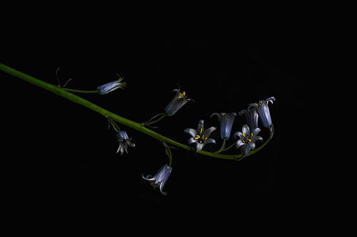 Minimalistische Fotografie: Wilde Hyacint op Zwarte Achtergrond | Natuurlijke Elegantie