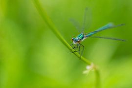 wood armoured damselfly by Petra Vastenburg