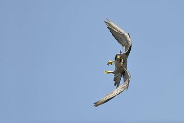 Duck Hawk ( Falco peregrinus ), adult, in fast maneuverable flight, against blue sky, frontal view, 