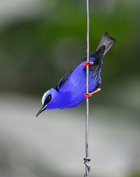 Birds of Costa Rica: close-up van Blauwe suikervogel (Red-legged Honeycreeper) van Rini Kools