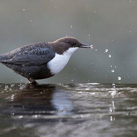 Spetterende actie van de Waterspreeuw van Rob Kuiper