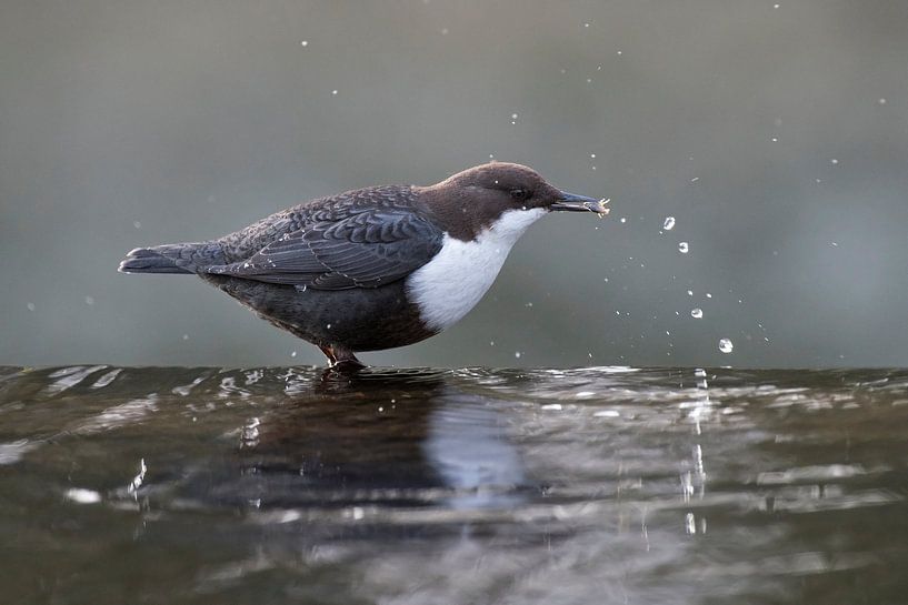 Splashing action by the White-throated Dipper by Rob Kuiper