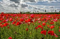 Field with Poppies by Filip Staes thumbnail