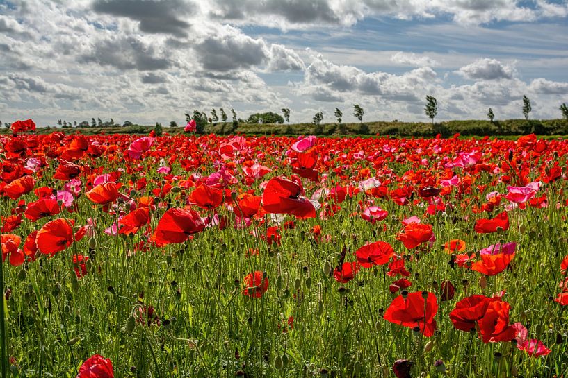 Field with Poppies by Filip Staes