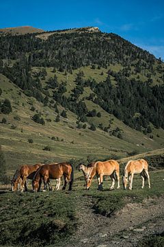 Wilde paarden in Spanje van Tobias van Krieken