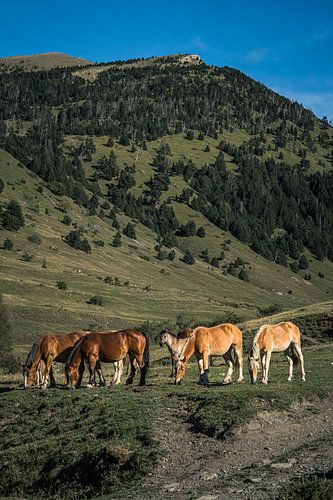 Wild horses in Spain