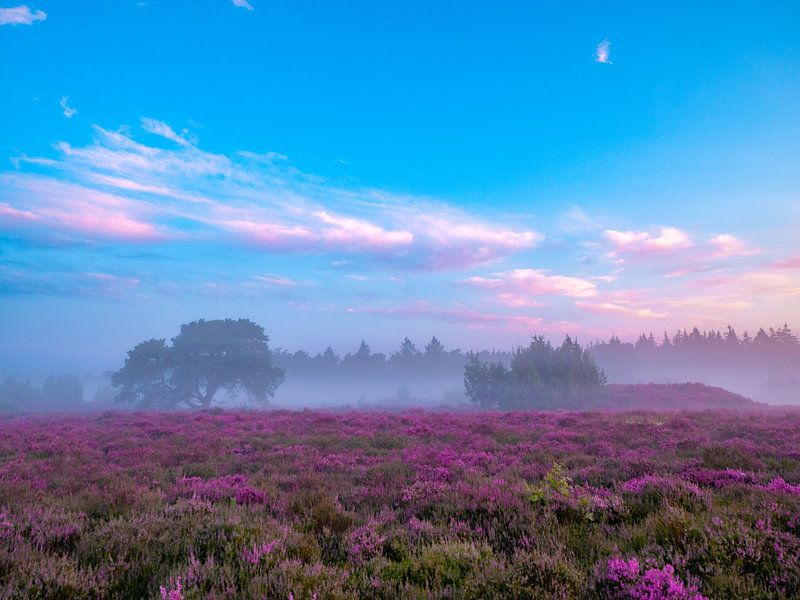 paars tapijt heide van snippefotografie