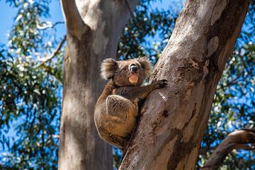 Koala dans l'arbre sur Ivo de Rooij