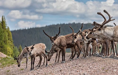 Reindeer on the road (Arvidsjaur) Sweden