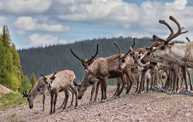 Reindeer on the road (Arvidsjaur) Sweden by Marcel Kerdijk