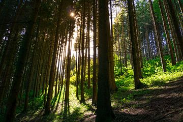 Middagzon in het bos met schijnend zonlicht van adventure-photos