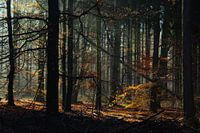 Herfst