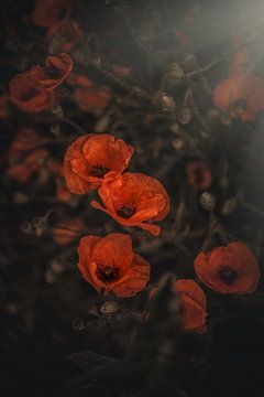 Poppy by ThograPictures
