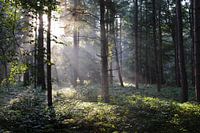 Sunny forest