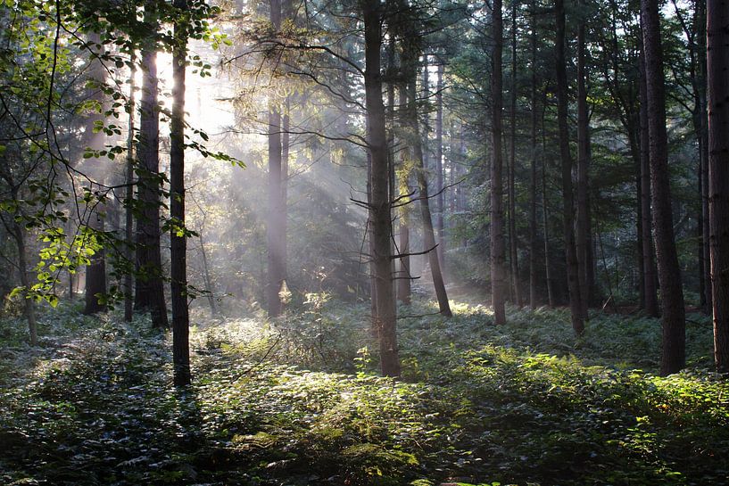 Sunny forest by Rene Gerlofsma