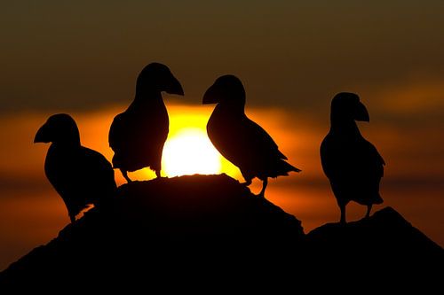 Four Atlantic Puffins against setting sun.