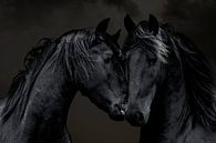 Le cheval frison, un portrait de 2 Frisons par Gert Hilbink Aperçu