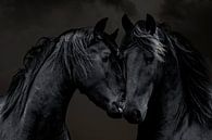 Het Friese paard, een portret van 2 Friezen van Gert Hilbink thumbnail