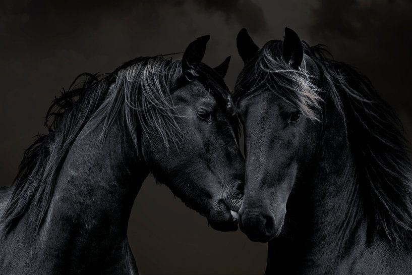 Le cheval frison, un portrait de 2 Frisons par Gert Hilbink