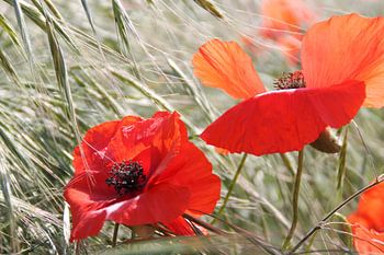 Claquements dans le vent