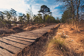 Moorsteg by Pure Moments Photographie