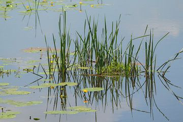 reflectie in het water van waterplanten van M. B. fotografie