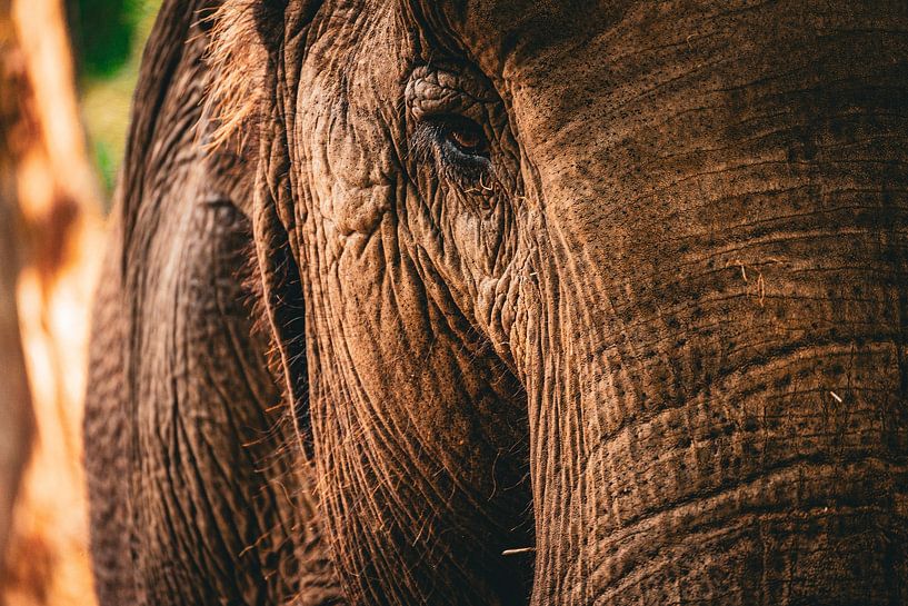 Elephant portrait by Michelle van den Boom