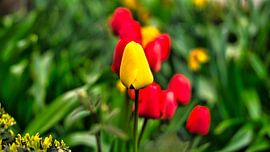 Tulpen auf einer Wiese mit schönem Bokeh. von Martin Köbsch