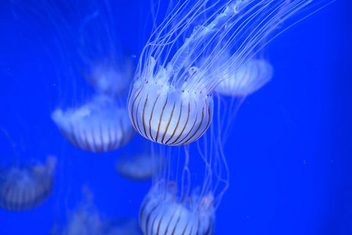 elegantie van de zee 