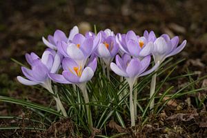 Krokusse geöffnet
