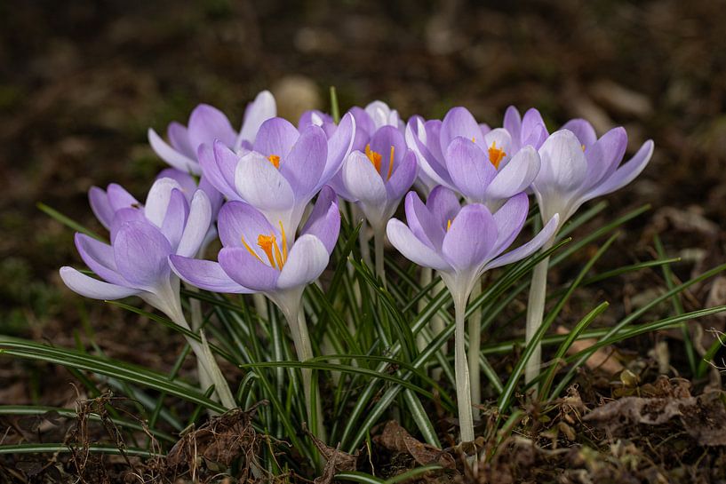Crocuses open by Klaartje Majoor
