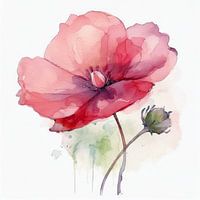 Poppy