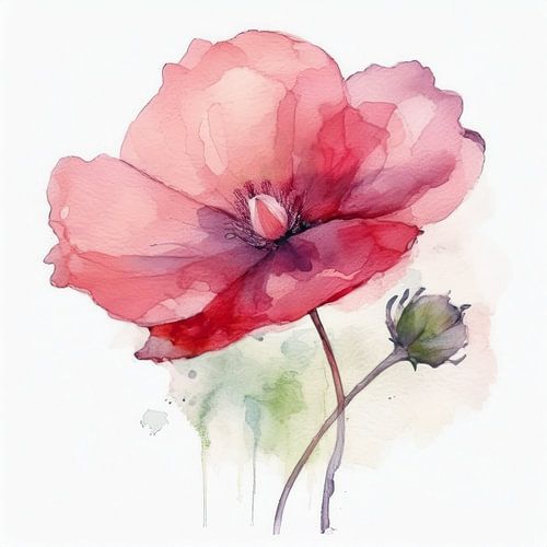 Poppy