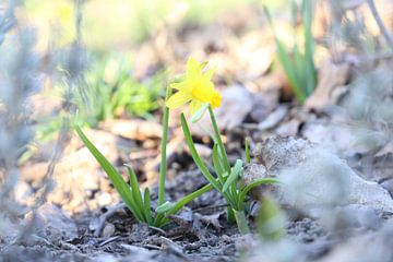 Daffodil in the shade by Hannelore