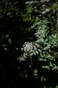 Prachtige natuur bij de Plitvice meren in Kroatië van Kíen Merk