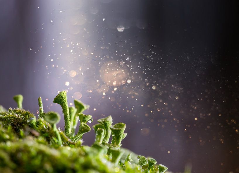 Baumflechte von Sergej Nickel