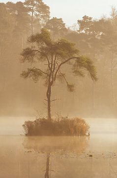 Lone Tree Oisterwijk by Ronne Vinkx