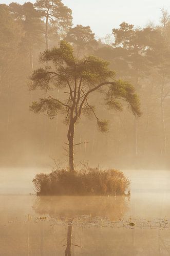 Einsamer Baum Oisterwijk