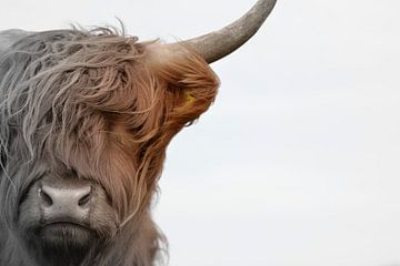 Schotse hooglander kop 2 kleurig von Sascha van Dam