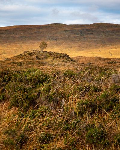 boompje in leegte op Skye in de herfst