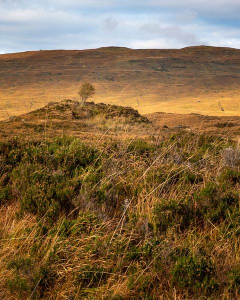 arbre dans le vide sur Skye en automne par Annette Schoof