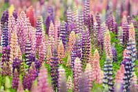 Flowering field full of lupines in pink and purple