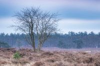 Pasteltinten op de Hoorneboegse Heide