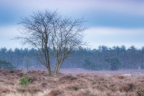 Pastel shades on the Hoorneboeg Heath