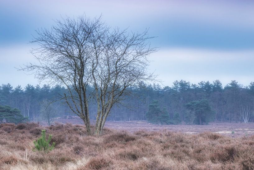 Pastel shades on the Hoorneboeg Heath by Connie de Graaf