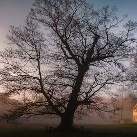 Lichtenbeek von Bram de Jong