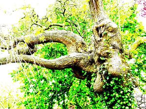 Tree Magic 185