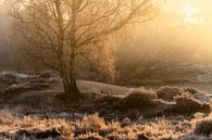 Warm light in the forest by Ellen van den Doel thumbnail