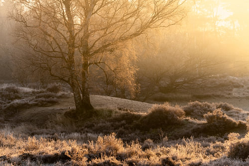 Warm licht in het bos